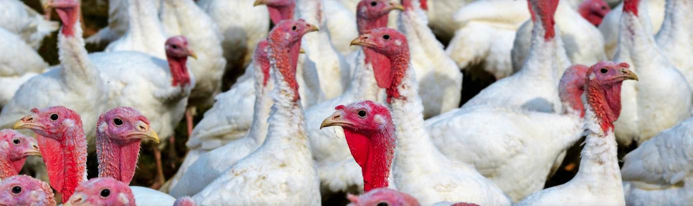 Pavos Pavos