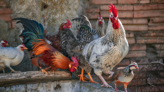 Aves de corral Aves de corral